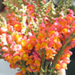 Potomac Orange F1 Snapdragon Seeds online shopping