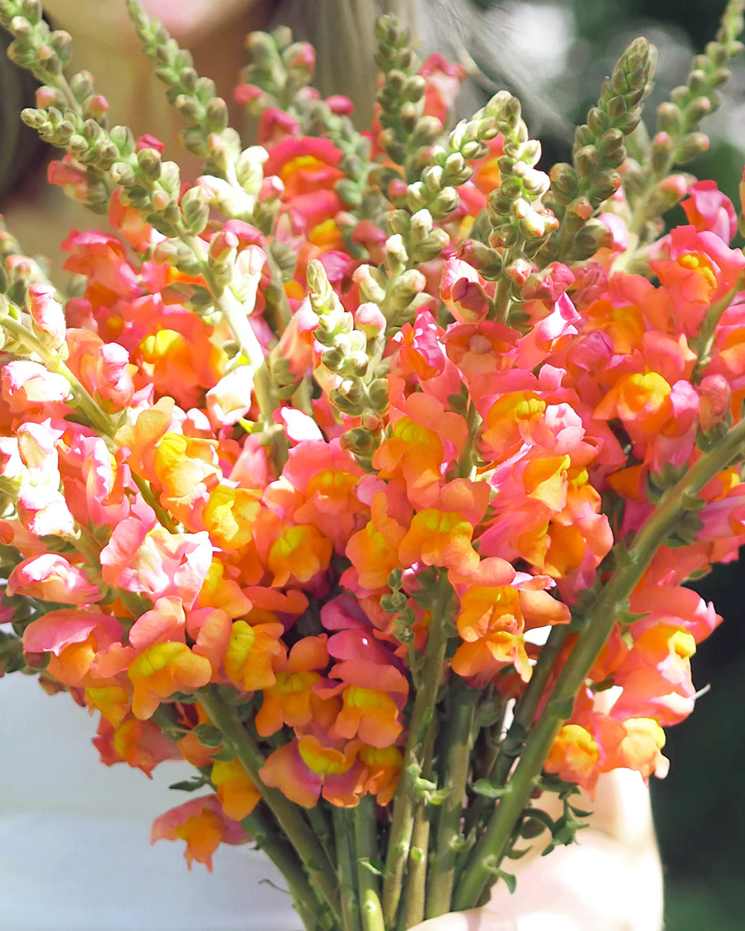 Potomac Orange F1 Snapdragon Seeds online shopping