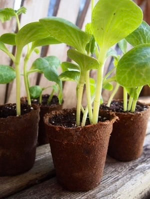 CowPot #3 Round Plantable Pot