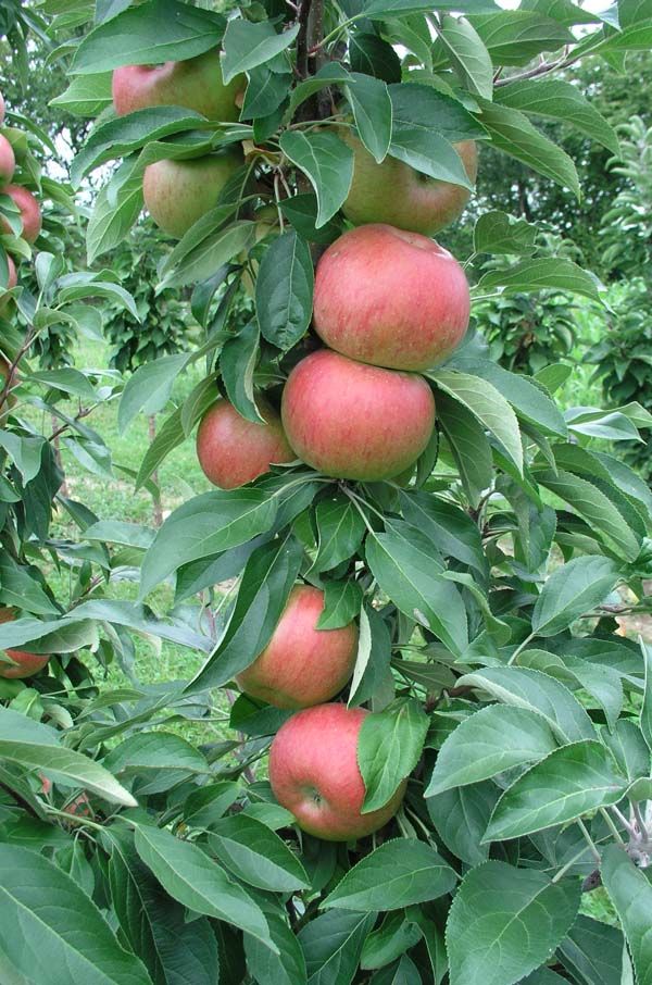 Apple Tree - Pommier