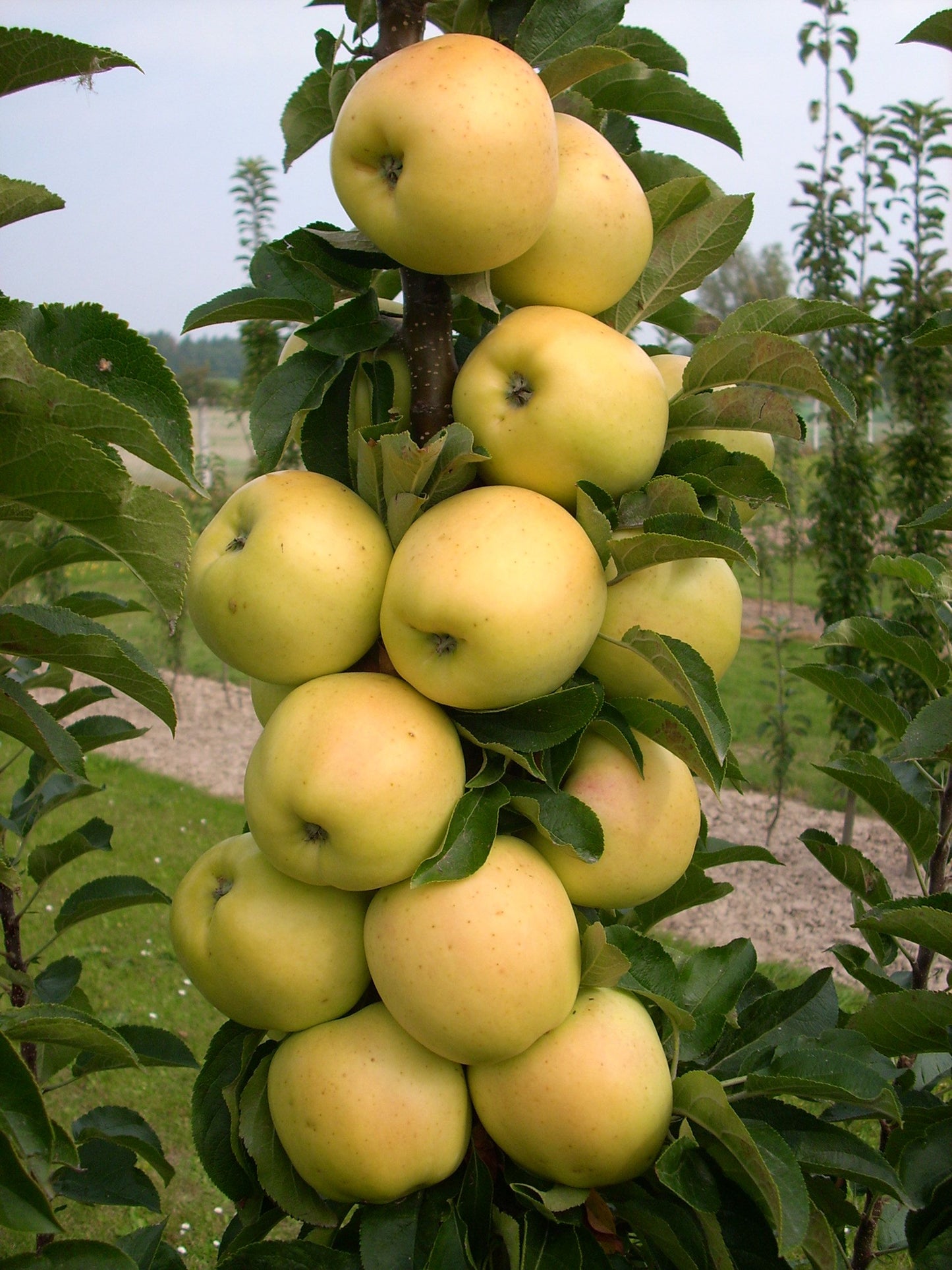 Apple Tree - Pommier