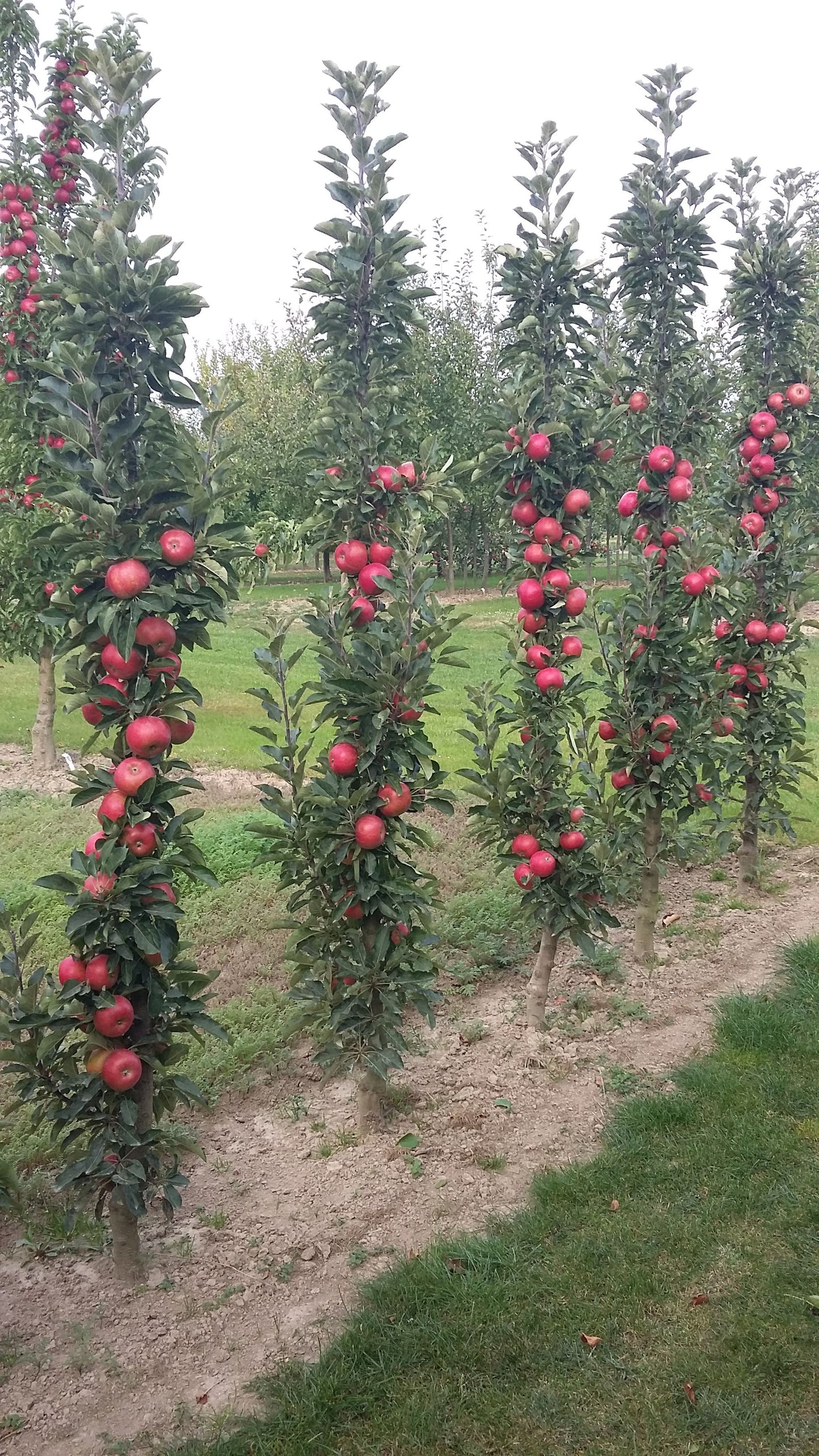 Apple Tree - Pommier