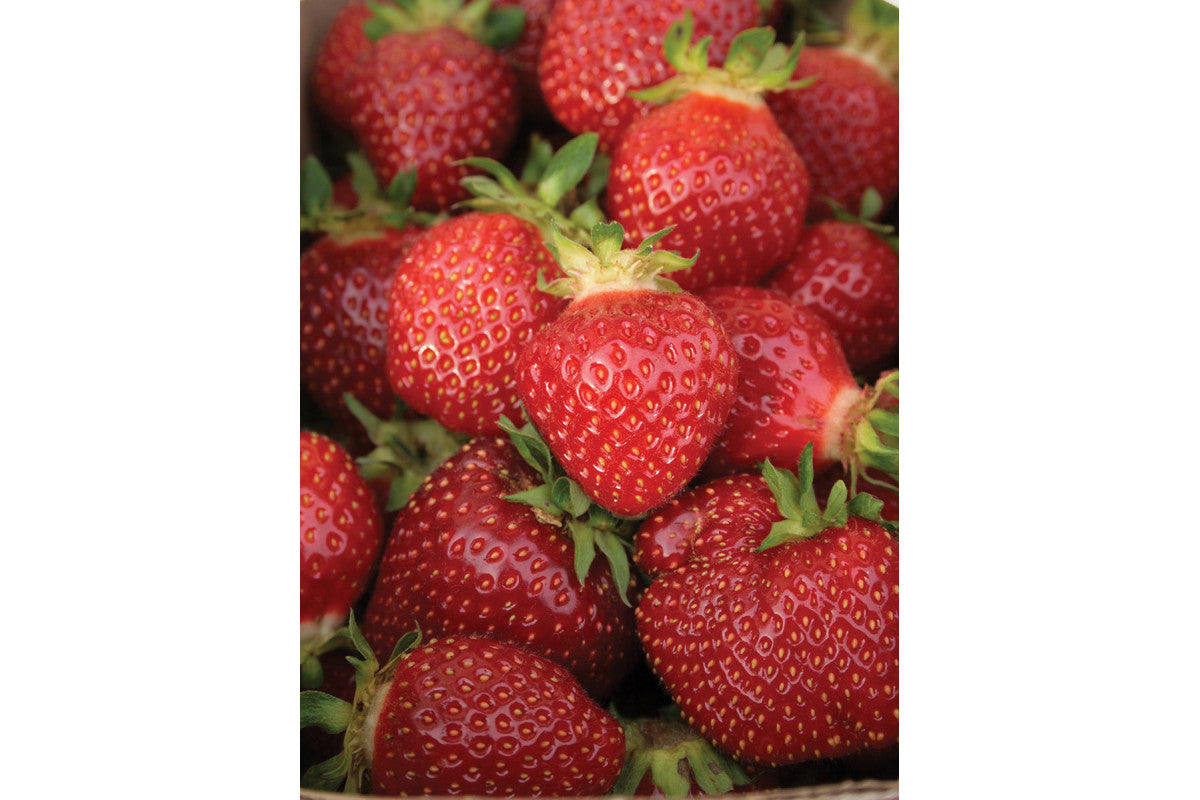 Malwina Late Season Strawberry