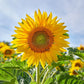 Russian Mammoth Organic Sunflower Seeds online shopping