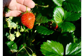 Mara des Bois Day Neutral Strawberry