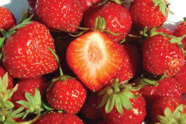 Mara des Bois Day Neutral Strawberry