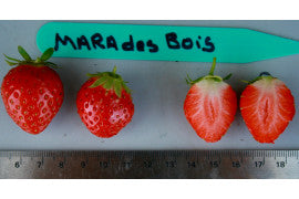 Mara des Bois Day Neutral Strawberry