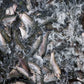 Brown Trout Eggs ZA\ aquaculture online shopping