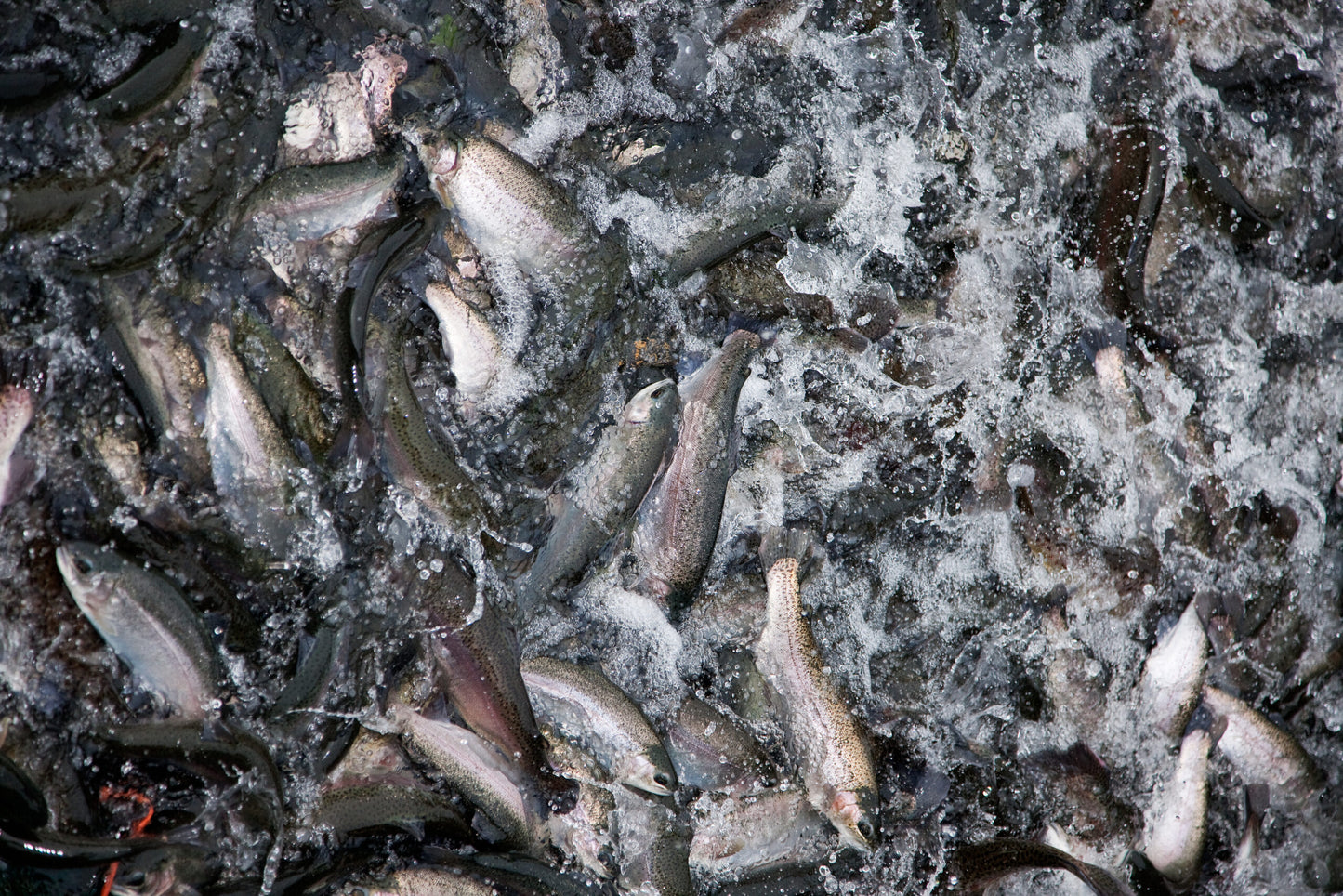 Brown Trout Eggs ZA\ aquaculture online shopping