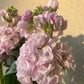 Katz Cherry Blossom Seeds online shopping