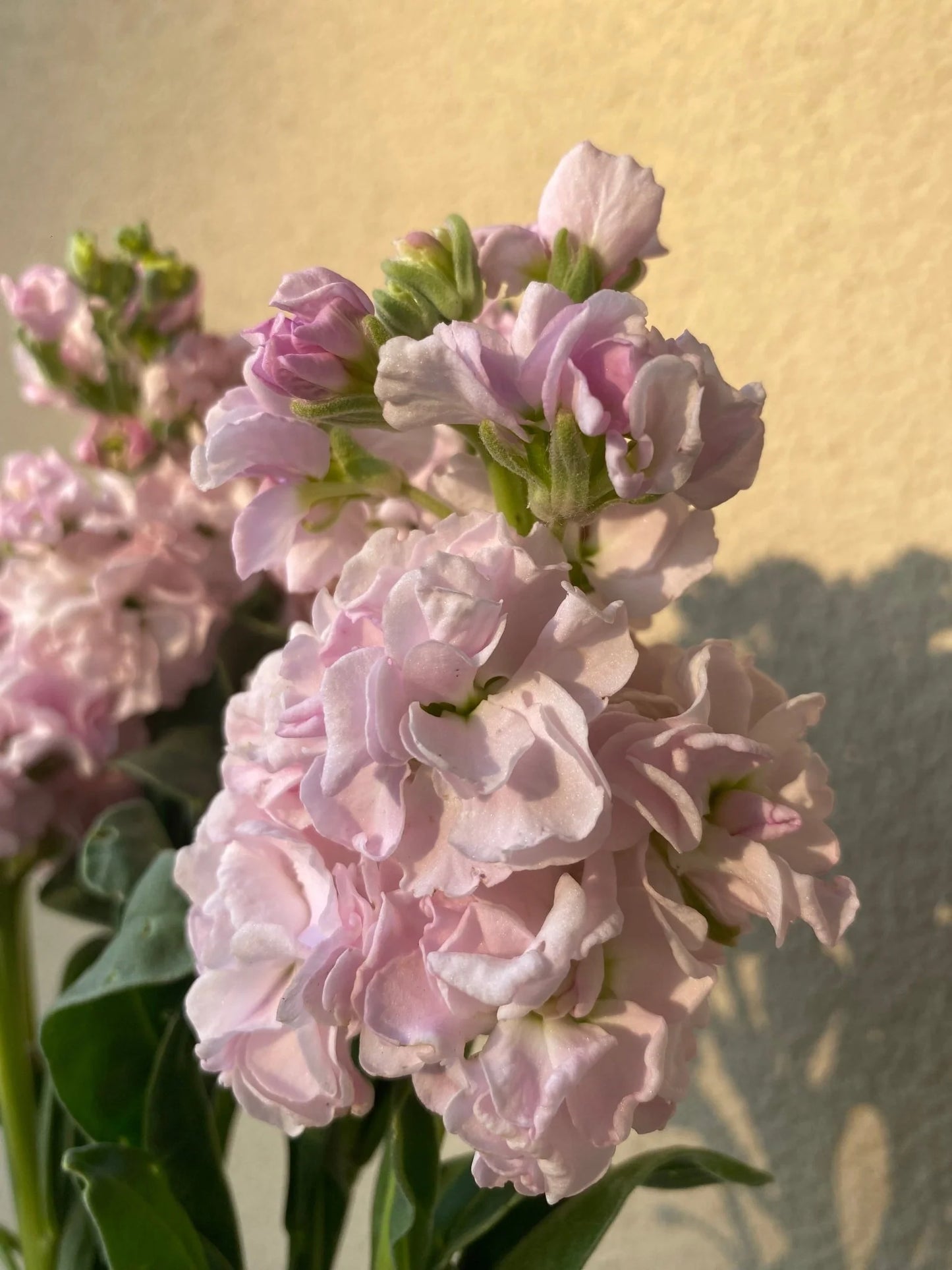 Katz Cherry Blossom Seeds online shopping