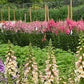 Dalmation Peach F1 Pelleted Foxglove Seeds online shopping