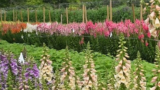 Dalmation Peach F1 Pelleted Foxglove Seeds online shopping