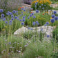 Azureum Allium Bulbs