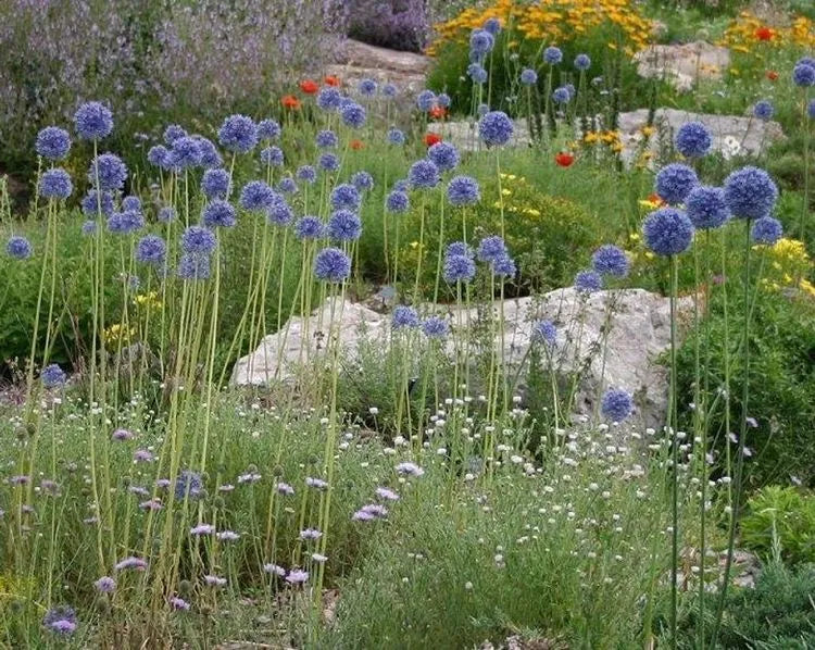 Azureuma Azureum Allium Bulbs – Vibrant Blue Blooms | EVERGREEN
