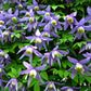 Macropetala Bluebird Clematis Vine