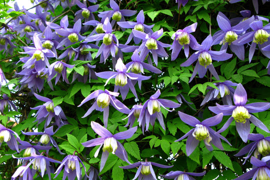Macropetala Bluebird Clematis Vine