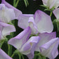 Butterfly Blend Sweet Pea Seeds online shopping