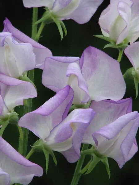 Butterfly Blend Sweet Pea Seeds online shopping