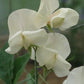 Juliet Sweet Pea seeds online shopping