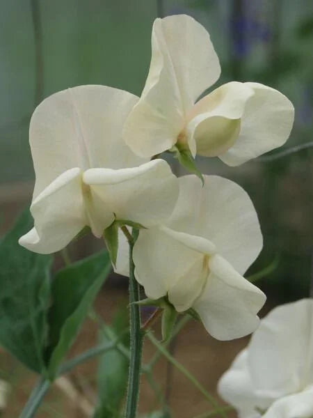 Juliet Sweet Pea seeds online shopping