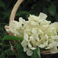 Juliet Sweet Pea seeds online shopping