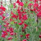 Royal Family Scarlet Sweet Pea Seeds online shopping