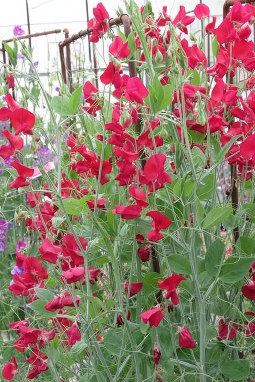Royal Family Scarlet Sweet Pea Seeds online shopping