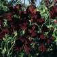 Midnight Sweet Pea Seeds online shopping