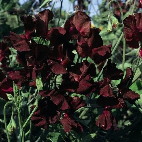Midnight Sweet Pea Seeds online shopping