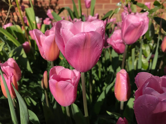 Pink Mistress Tulip Bulbs