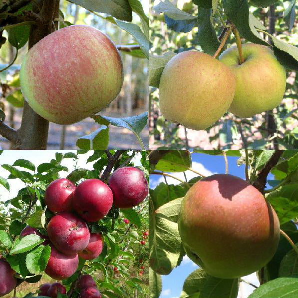 Apple Tree - Pommier