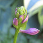 Siberian Tiger Hosta Plant
