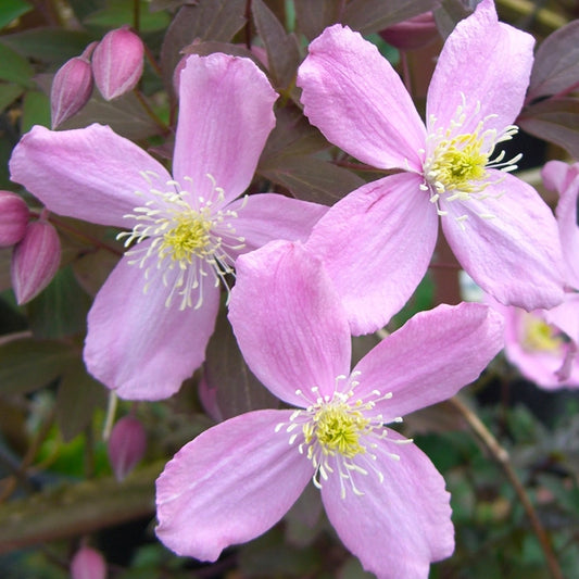Montana Fragrant Spring Clematis Vine