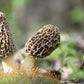 Morel - Morille