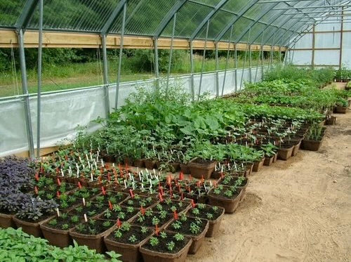 CowPot #12 Square Plantable Pot