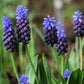 Latiflolium Muscari Bulbs