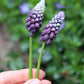 Grape Ice Muscari Bulbs