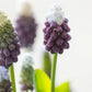 Grape Ice Muscari Bulbs