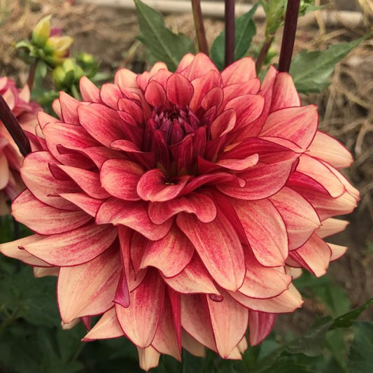 N Force Dahlia