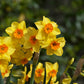 Falconette Narcissus Bulbs