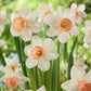 Iowana Narcissus Bulbs