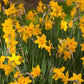 Sweetness Narcissus Bulbs