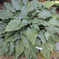 Neptune Hosta Plant