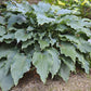 Neptune Hosta Plant