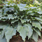 Neptune Hosta Plant
