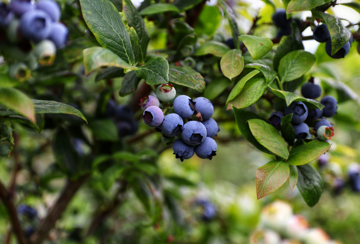 Brunswick Lowbush Blueberry Plant