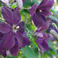 Negritjanka Clematis Vine