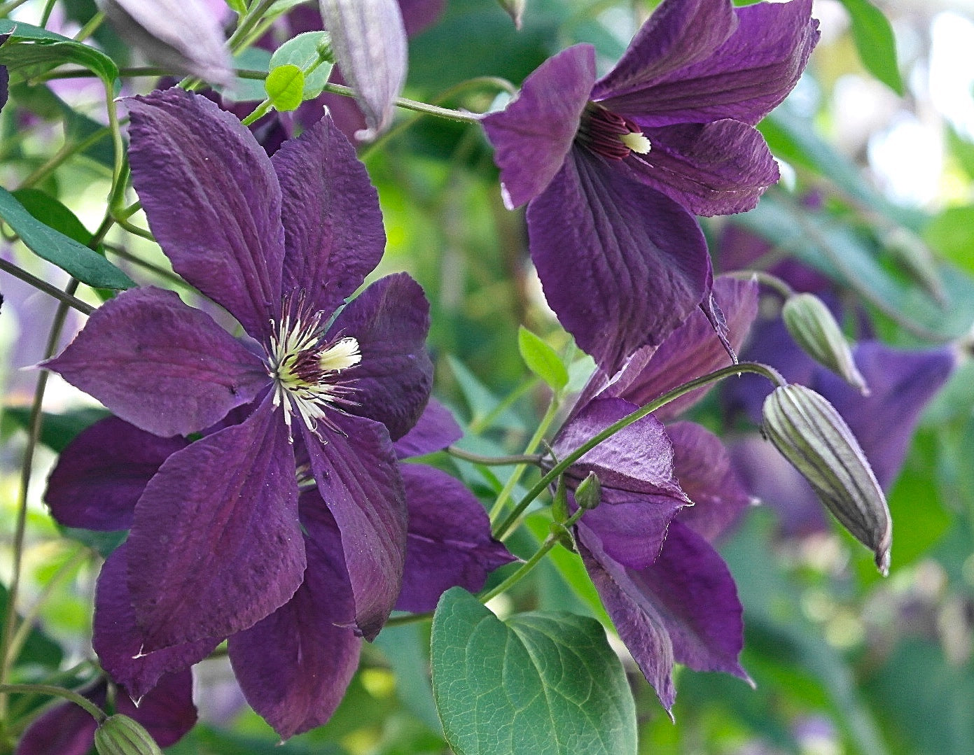 Negritjanka Clematis Vine