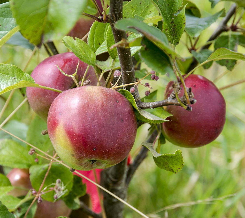 Apple Tree - Pommier